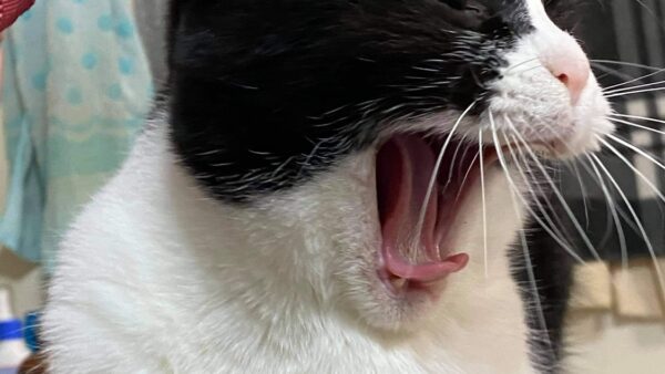 猫ちゃんの吐き戻しについて　その2